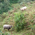 Buffalos in the wild