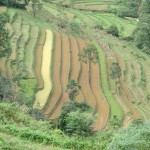 Rice fields