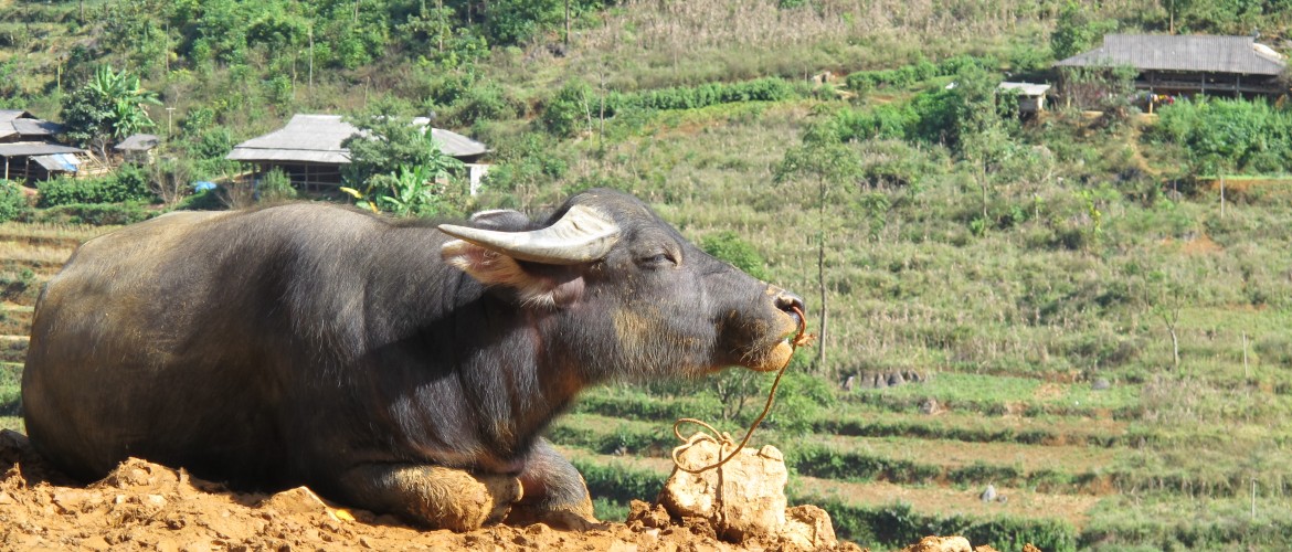 Water buffalo on the market