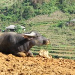 Water buffalo on the market