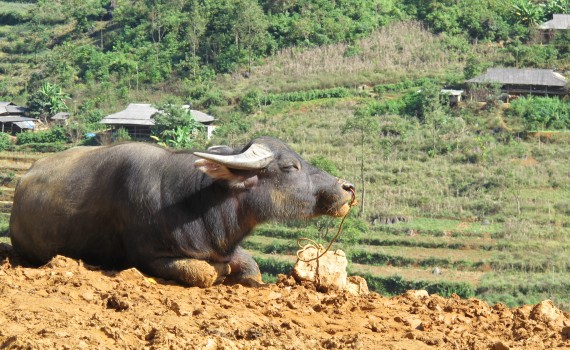 Water buffalo on the market